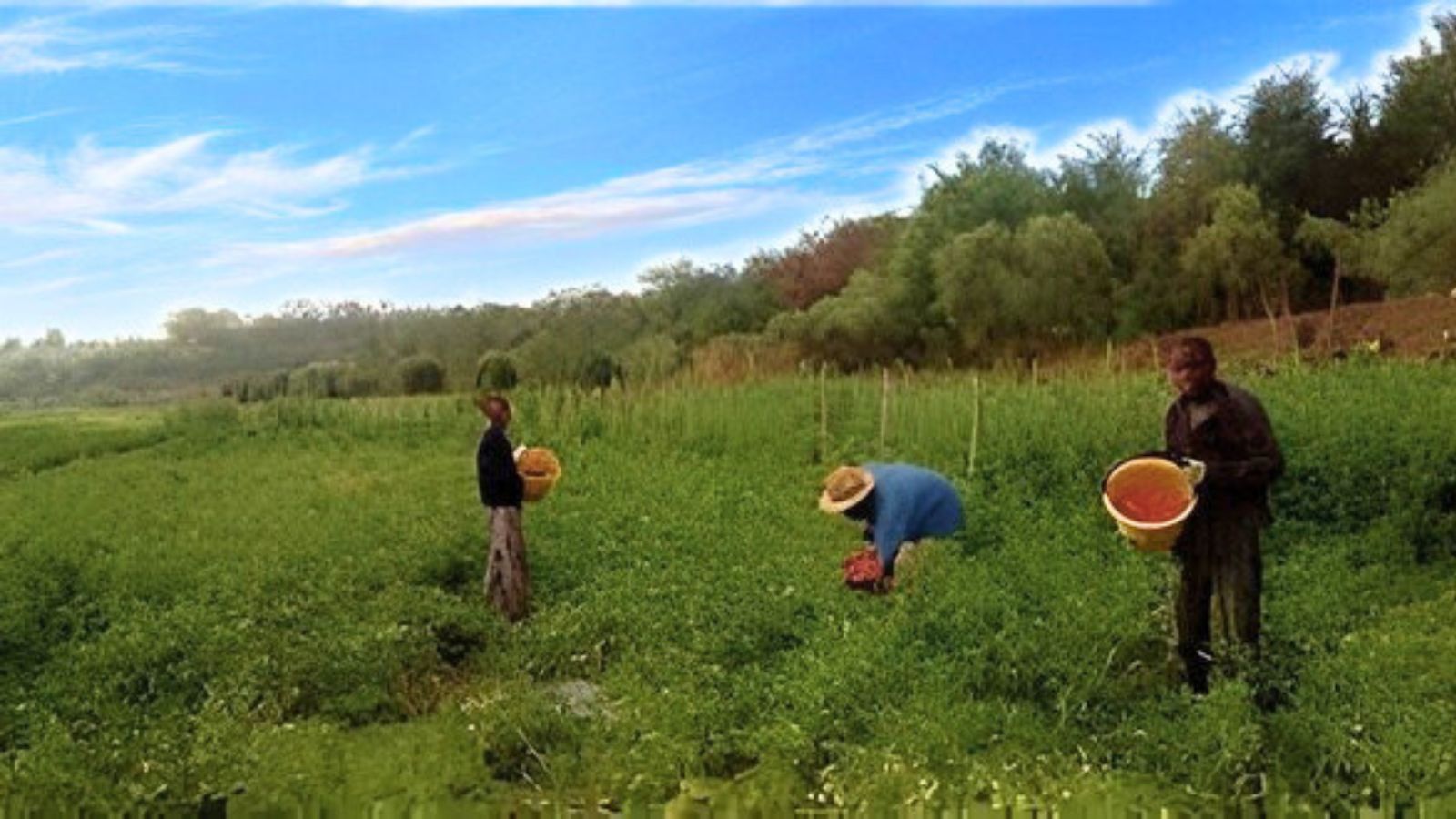 Campi biologici coltivati da SOS Rosarno nella Piana di Gioia Tauro, Calabria