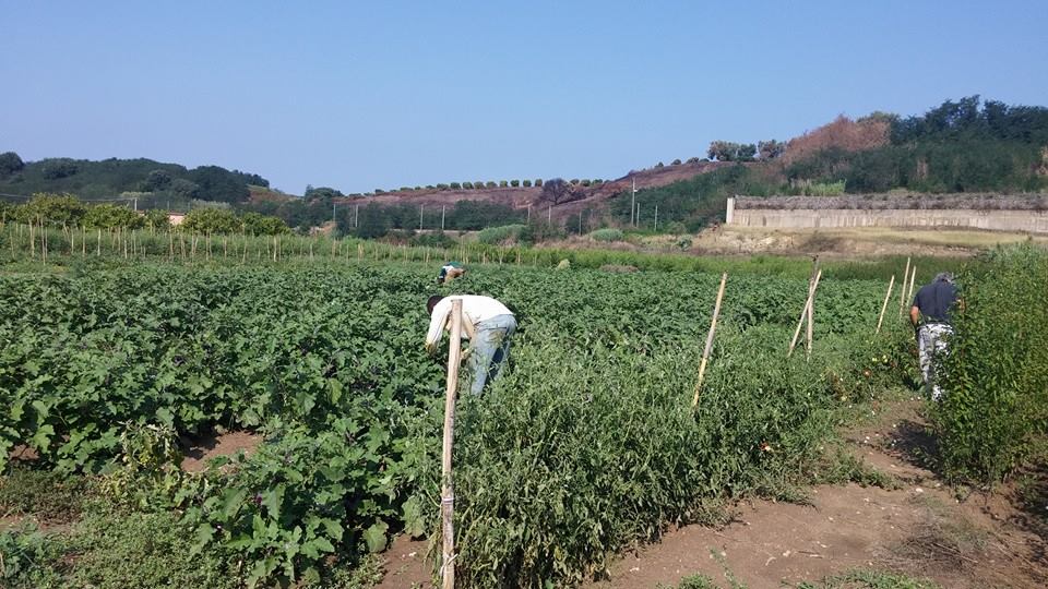 Lavoratore di SOS Rosarno, produzione biologica etica nella Piana di Gioia Tauro
