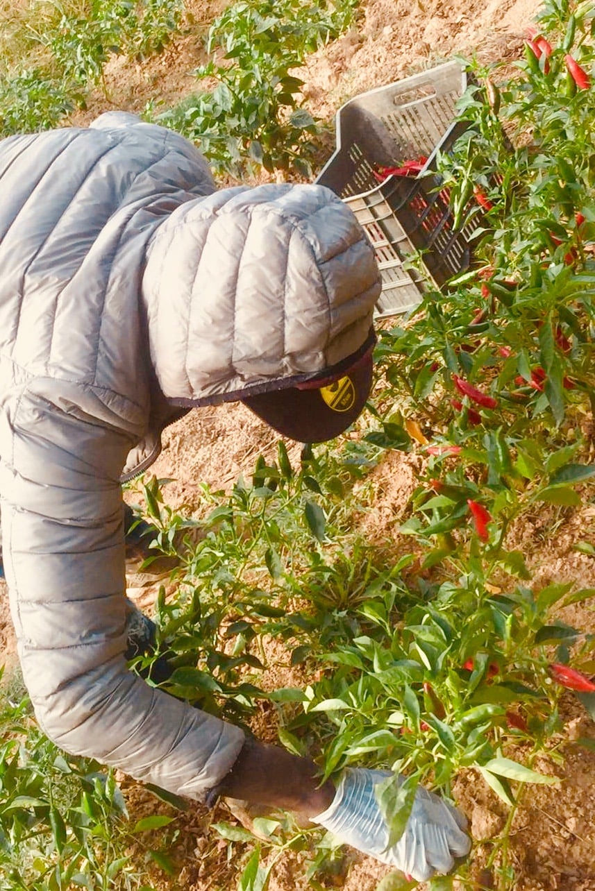 Lavoratori della rete SOS Rosarno al lavoro nei campi biologici della Calabria