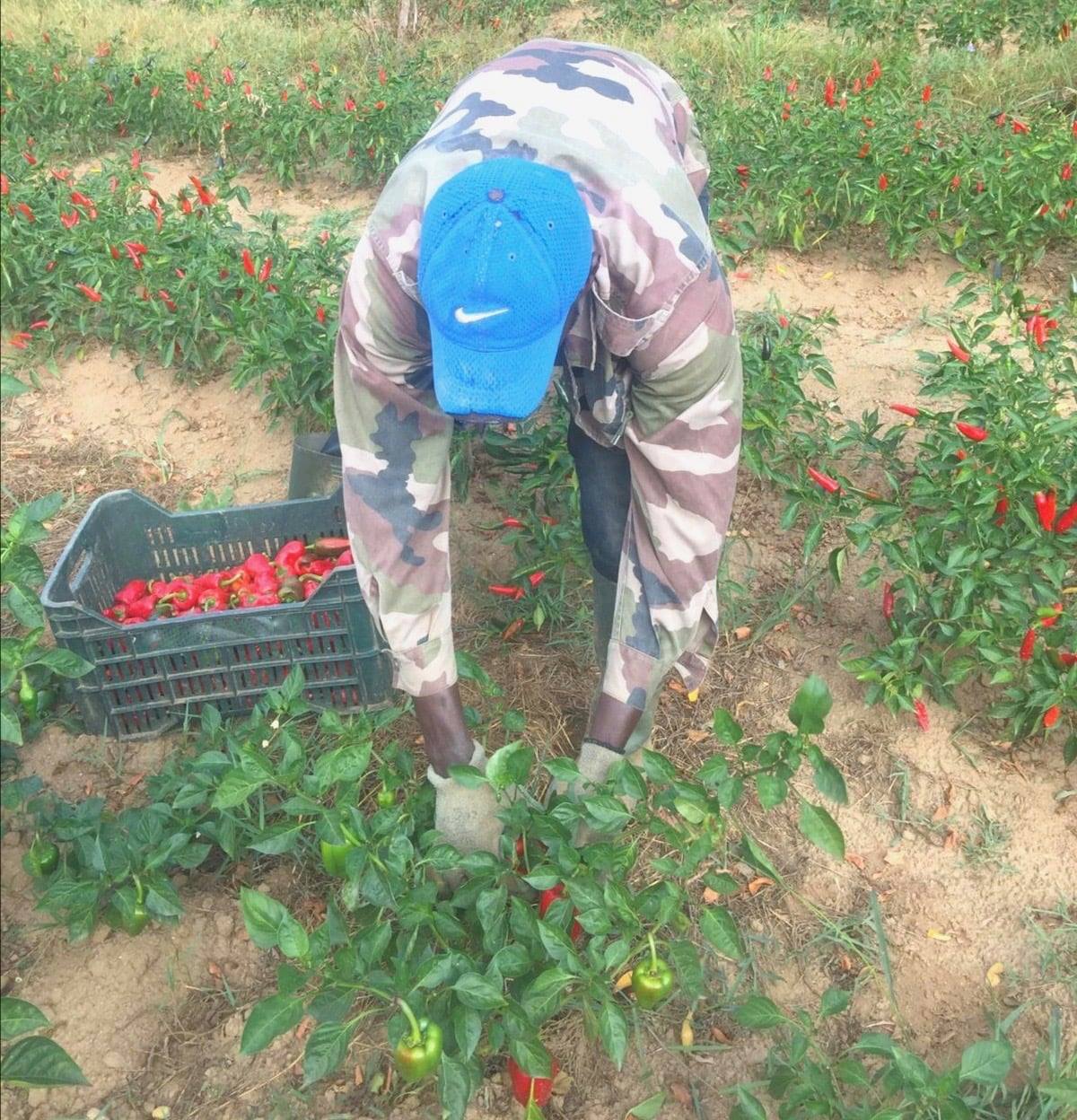 Lavoratori di SOS Rosarno durante la raccolta nei campi biologici della Piana di Gioia Tauro